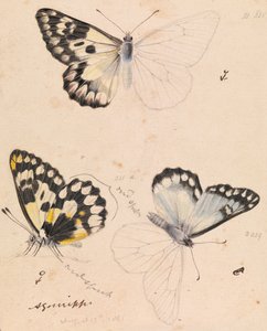 Fa fehér pillangó, Delias aganippe